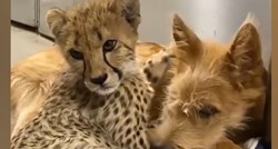 Mali gepard i pas su oduševili internet svojim maženjem